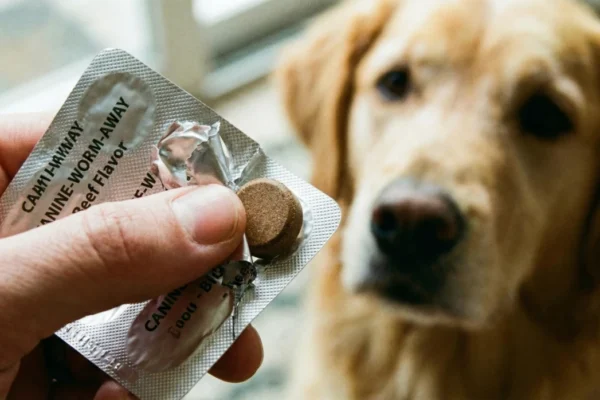 A close-up photograph in natural light showing a person's hand popping a brown, round tablet from a silver blister pack labeled "CANINE-WORM-AWAY" and "Beef Flavor". A golden retriever with a soft gaze is visible in the blurred background, looking towards the hand.