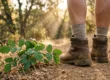 A ground-level, close-up composition bathed in warm, cinematic golden hour lighting with soft volumetric rays. In sharp foreground focus, a bright green poison oak plant with distinct scalloped three-leaf clusters sits on a dusty dirt trail, positioned immediately next to worn brown leather hiking boots and thick ribbed socks. The background features a softly blurred forest landscape created by a shallow depth of field.